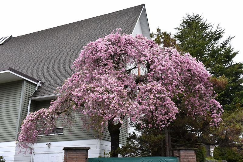 Double Pink Weeping Higan Cherry in bloom