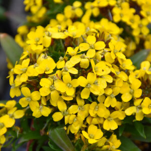 Canaries Wallflower flowers