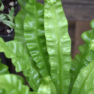 Crispy Wave Fern foliage