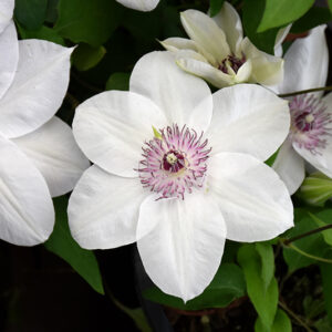 Miss Bateman Clematis flowers