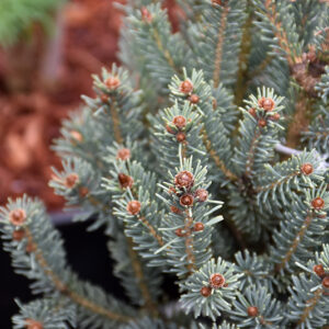 Blue Teardrop Spruce foliage