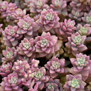 California Sunset Graptosedum foliage