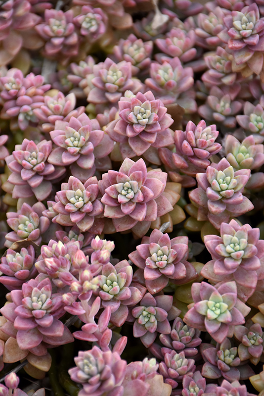 California Sunset Graptosedum foliage