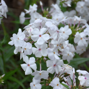 Minnie Pearl Garden Phlox flowers