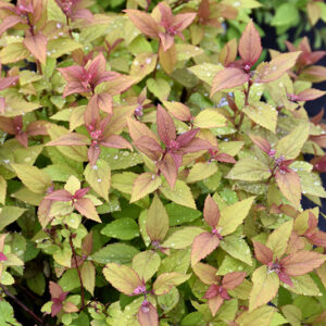 Firelight foliage
