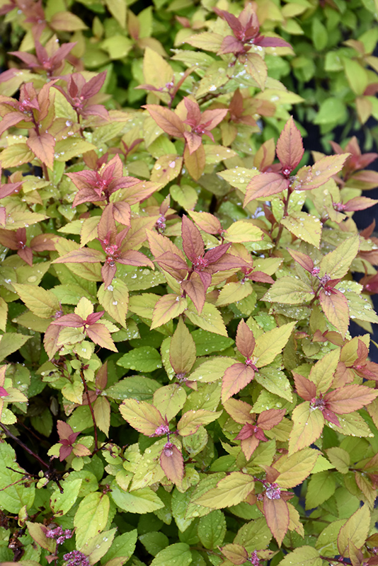 Firelight foliage