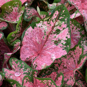 Pink Beauty Caladium foliage
