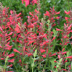 Kudos&trade; Red Hyssop flowers