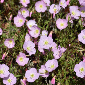 Evening Primrose flowers