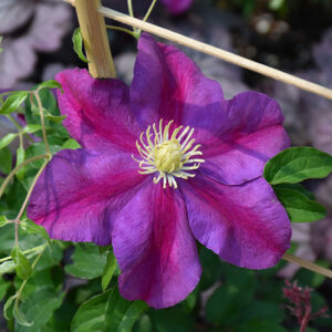 Sunset Clematis flowers
