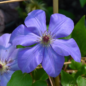 Ramona Clematis flowers