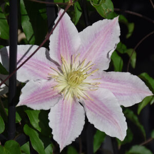 Vancouver&trade; Cotton Candy Clematis flowers