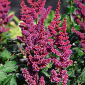Visions in Red Chinese Astilbe flowers