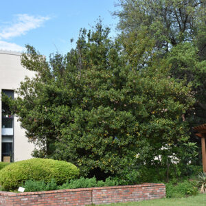 Bay Laurel