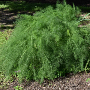 Fennel