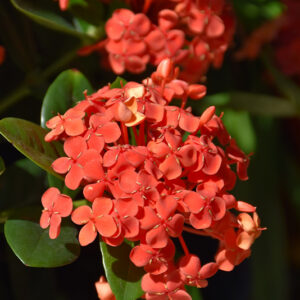 Maui Ixora flowers