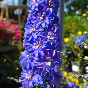 Guardian Blue Larkspur flowers