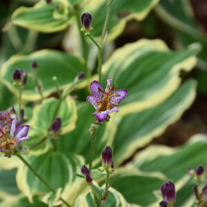 Samurai Toad Lily flowers