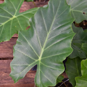 Portora Elephant's Ear foliage