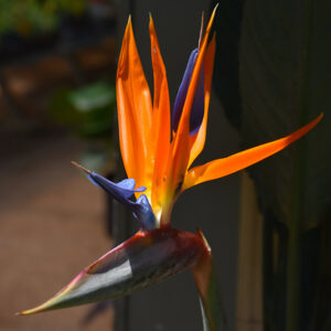 Orange Bird Of Paradise flowers