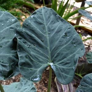Regal Shields Elephant's Ear foliage