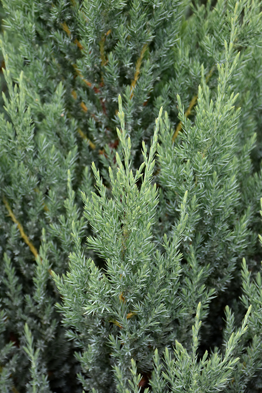 Blue Point Juniper foliage