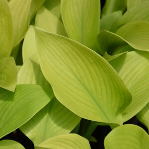 Key West Hosta foliage