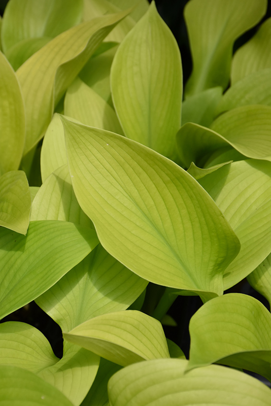 Key West Hosta foliage
