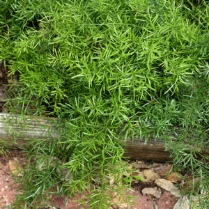 Sprengeri Asparagus Fern foliage