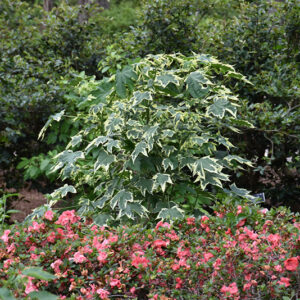 Savitzii Flowering Maple