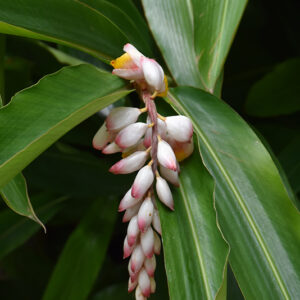 Common Ginger flowers