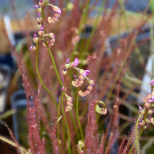 Florida Red Thread-leaf Sundew flowers