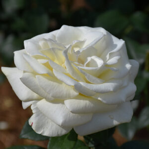 Sugar Moon Rose flowers