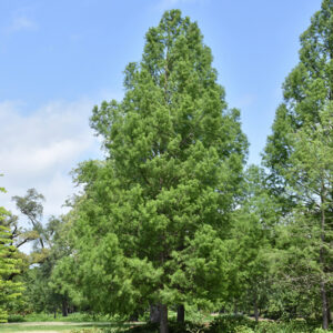 Baldcypress