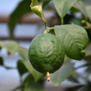Persian Lime fruit