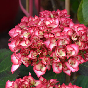 Kimono&trade; Hydrangea flowers