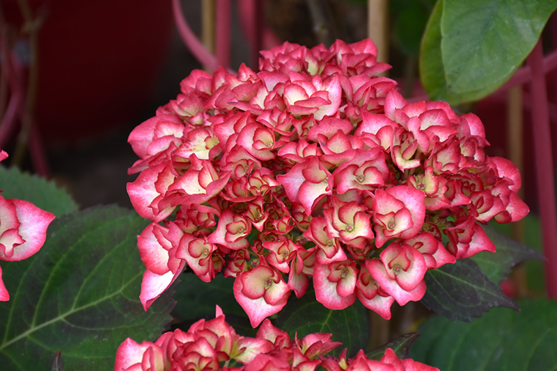 Kimono™ Hydrangea flowers