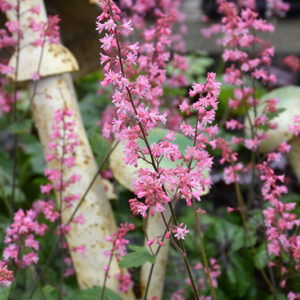 Pink Revolution Foamy Bells flowers