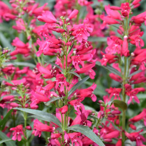 Riding Hood Red Beard Tongue flowers