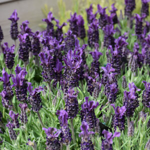 Anouk Deep Rose Spanish Lavender flowers