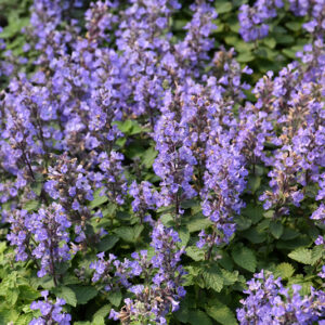 Purrsian Blue Catmint flowers