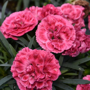 Fruit Punch&reg; Raspberry Ruffles Pinks flowers