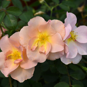 Chinook Sunrise&trade; Rose flowers