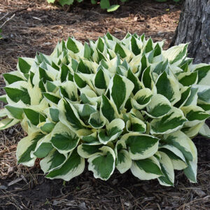 Patriot Hosta