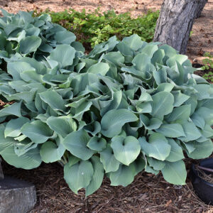 Krossa Regal Hosta