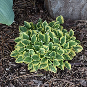 Cameo Hosta