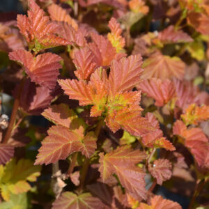 Amber Jubilee&trade; Ninebark foliage