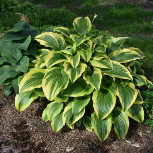 Gold-Variegated Mountain Hosta