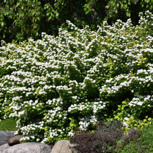 Glow Girl&reg; Birch Leaf Spirea in bloom