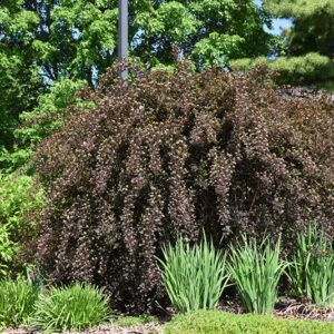 Summer Wine® Ninebark